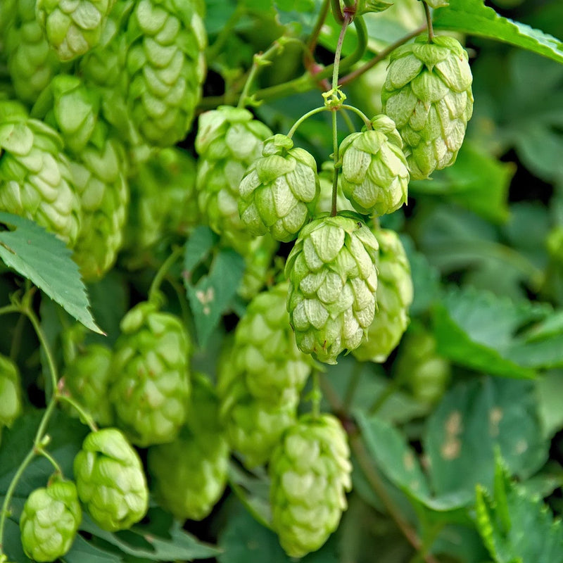 Biologische hop humulus aan een gevel met hopbellen