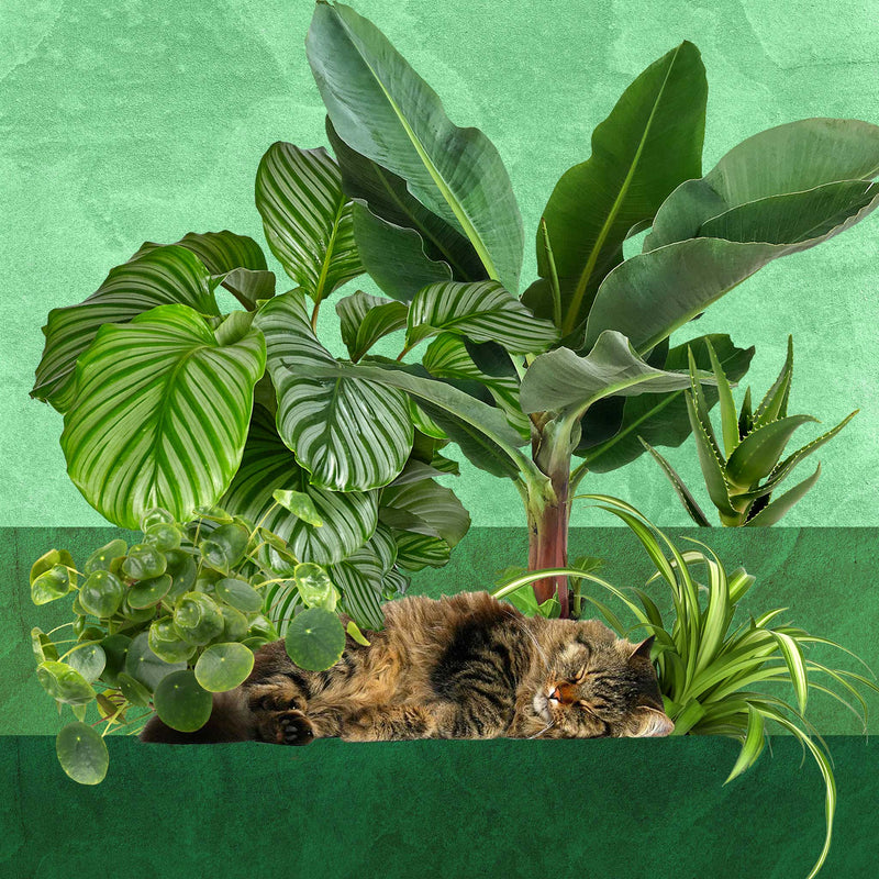 Diervriendelijk pakket, collage van kamerplanten met slapende poes