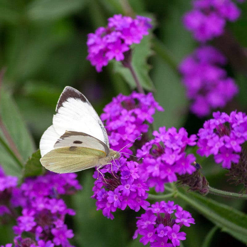 IJzerhard rigida