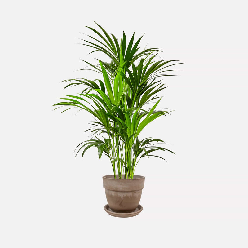 Kentiapalm in grijze bolle terracotta pot