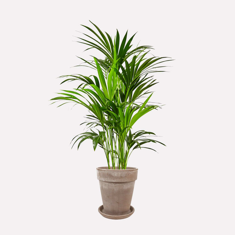 Kentiapalm in lichtgrijze hoge terracotta pot