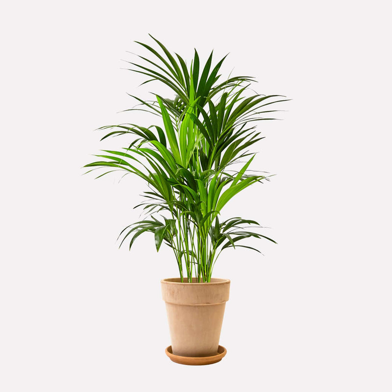 Kentiapalm in hoge lichte terracotta pot