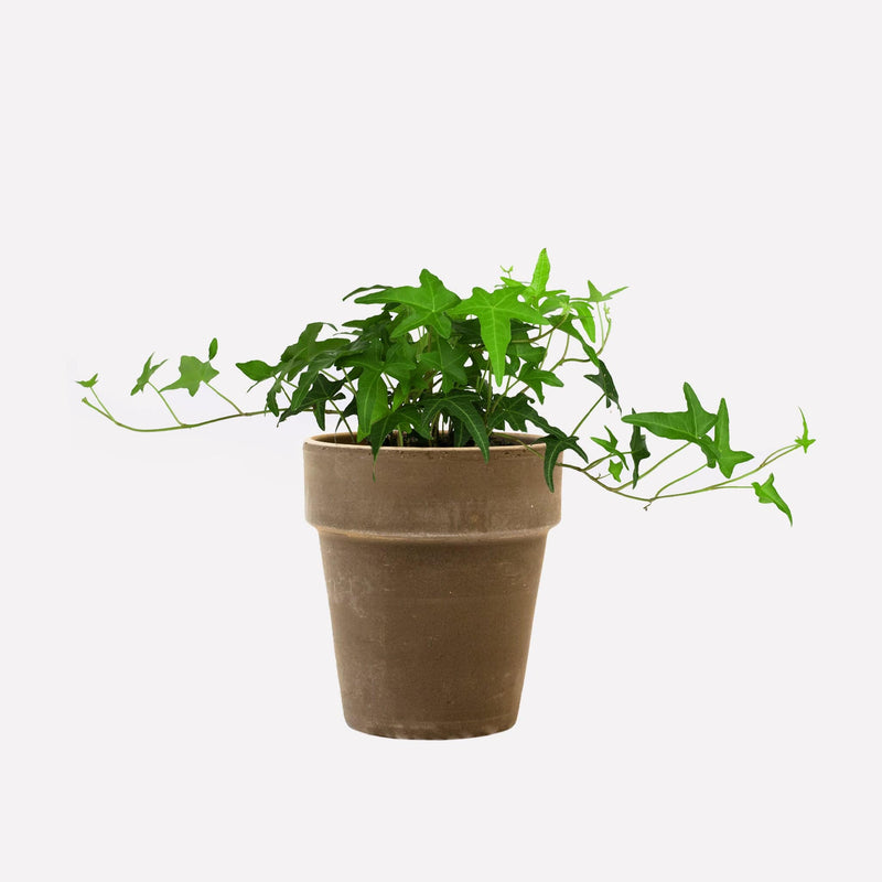 Klimop met hoge grijze pot