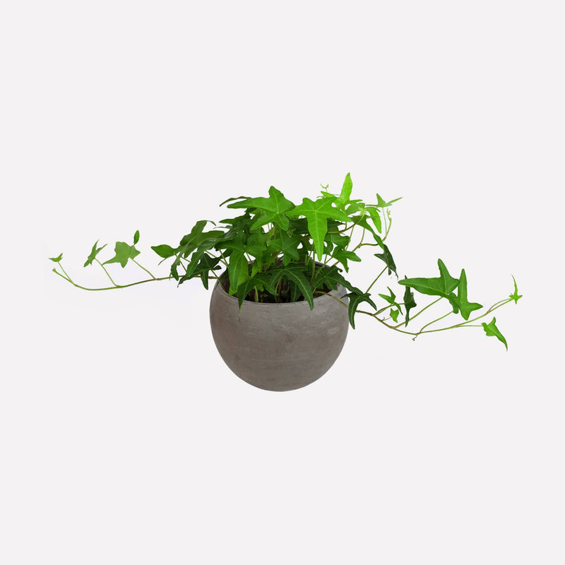 Klimop met kleine bolvormige grijze pot