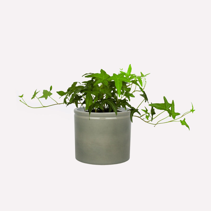 Klimop in grijsgroene pot