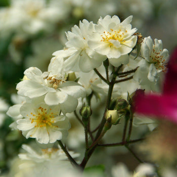 Klimroos Guirlande d'Amour Klimroos Guirlande d'Amour