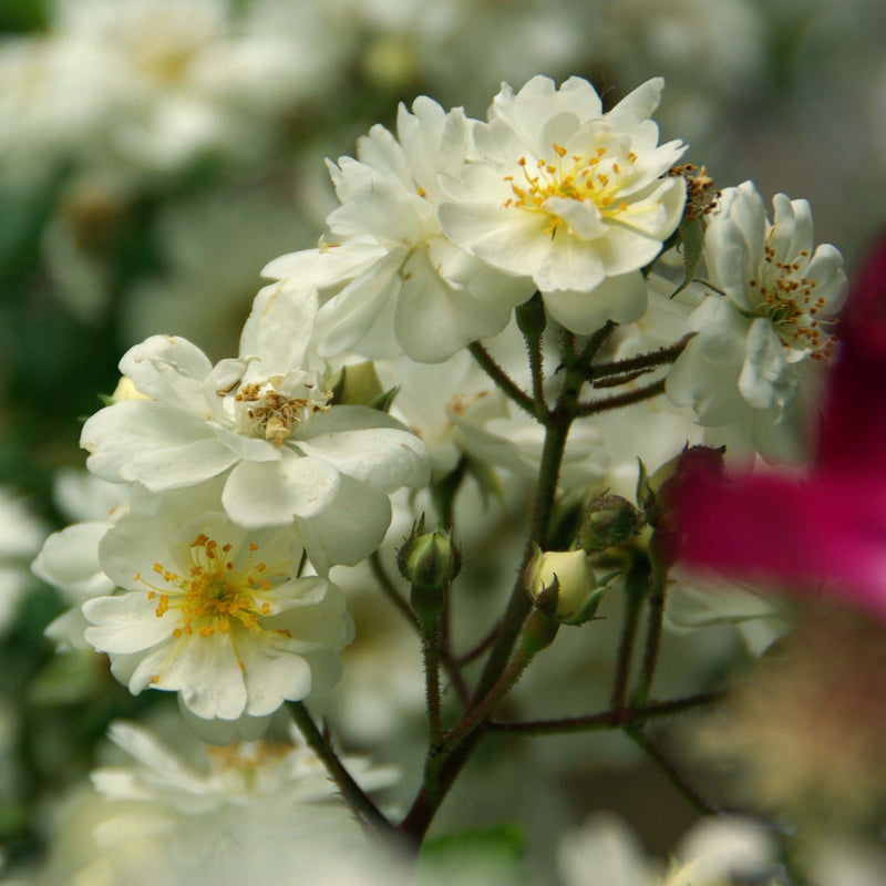 Klimroos Guirlande d'Amour 02