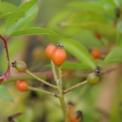 Klimroos Guirlande d'Amour bottel