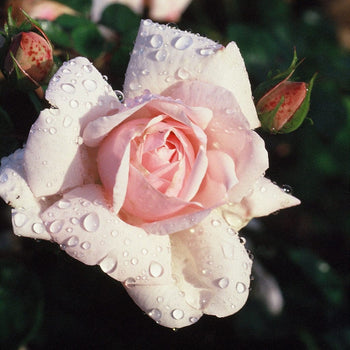 Klimroos New Dawn Klimroos New Dawn