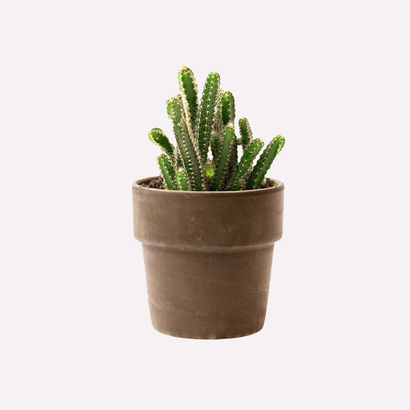 Koningin van de nacht in grijze terracotta pot