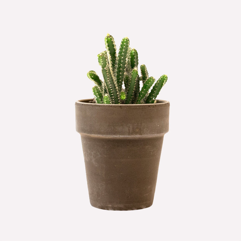 Koningin van de nacht in grijze terracotta pot