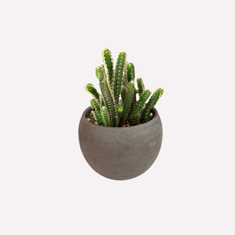 Koningin van de nacht in grijze ronde terracotta pot