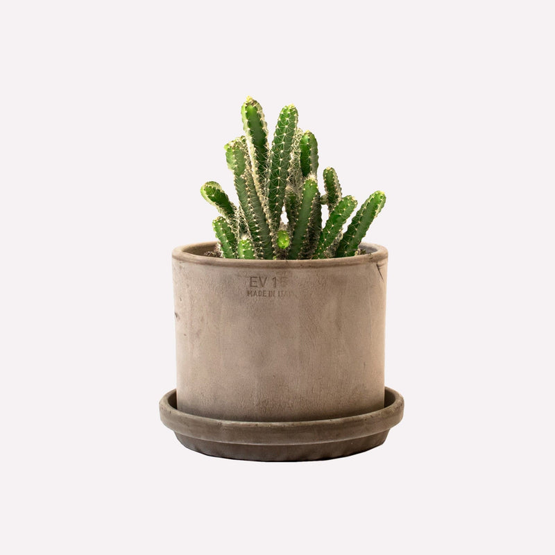 Koningin van de nacht in grijze strakke terracotta pot