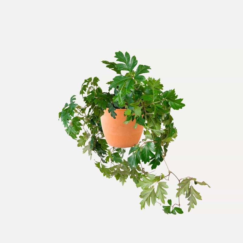 Koningswingerd in terracotta pot