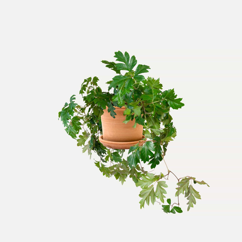 Koningswingerd in lichte terracotta pot