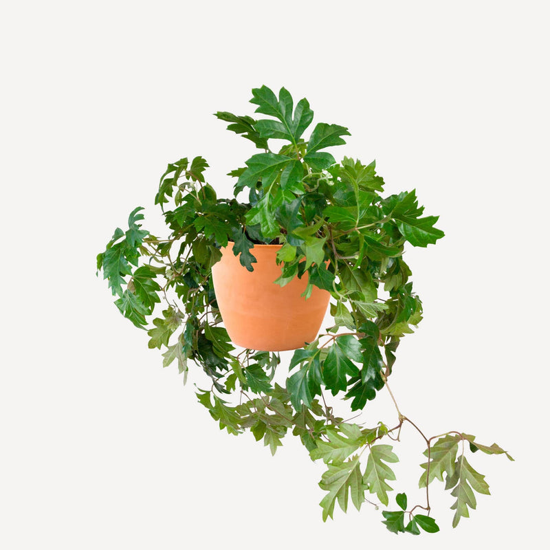 Koningswingerd in terracotta pot