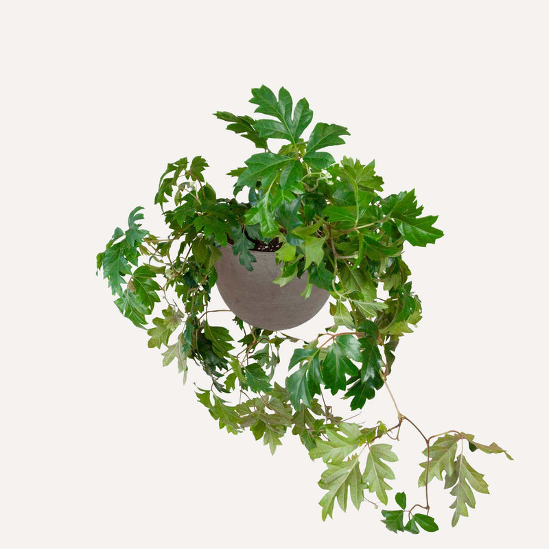 Koningswingerd in donkergrijze ronde terracotta pot