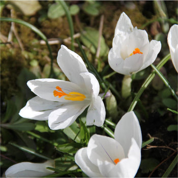 Krokus Jeanne d'Arc Krokus Jeanne d'Arc
