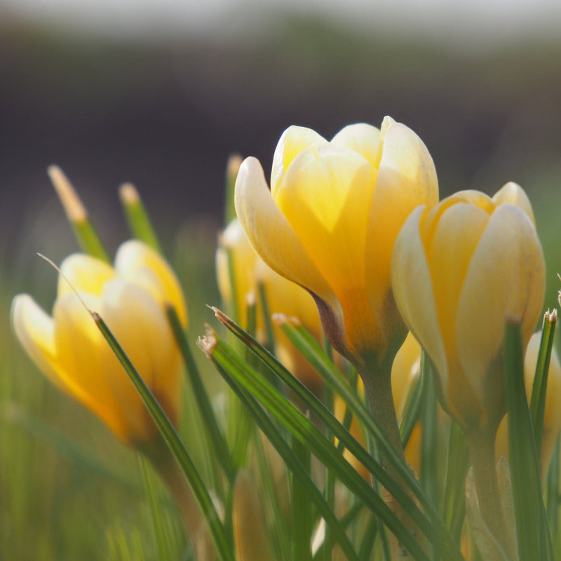 Krokus Romance, lichtgele krokussen in het gras