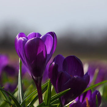 Krokus Flower Record Krokus Flower Record