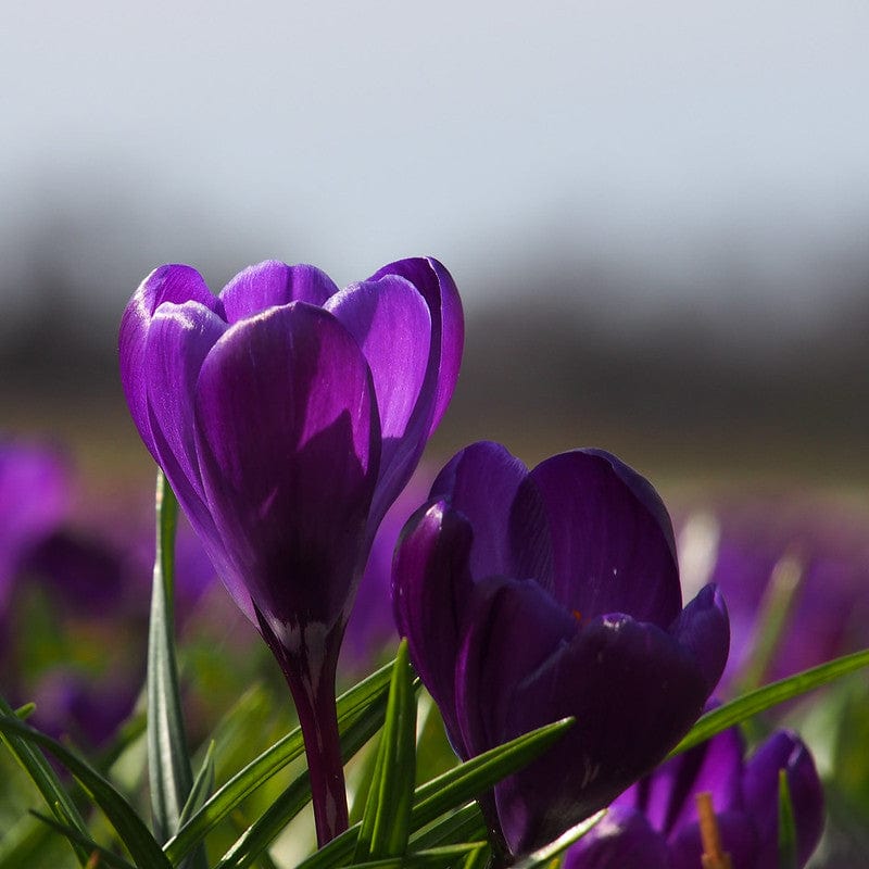 Biologische krokus Flower record in het veld.