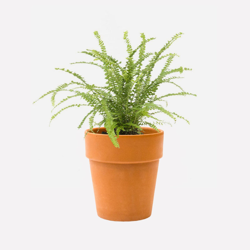 Krulvaren in terracotta pot