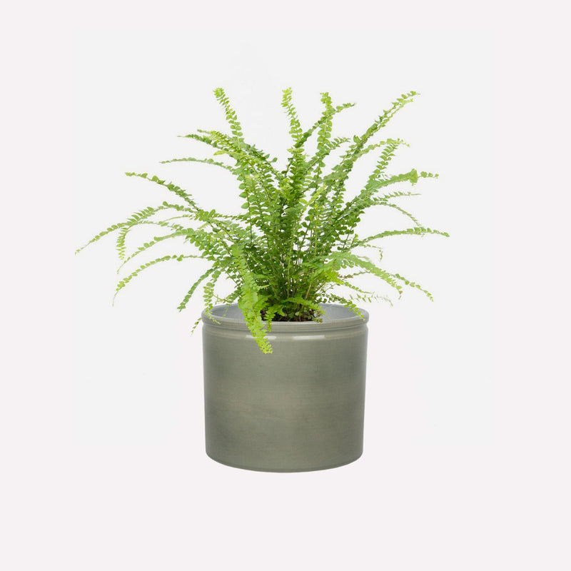 Krulvaren in saliegroene keramieken pot