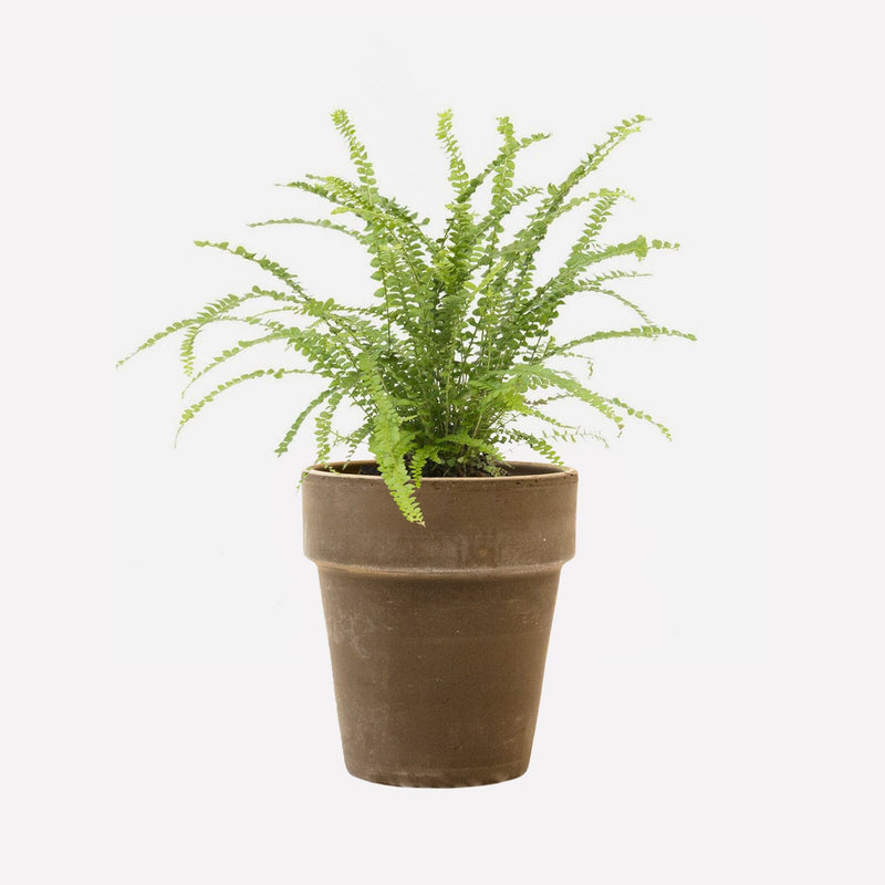 Krulvaren in grijze terracotta pot