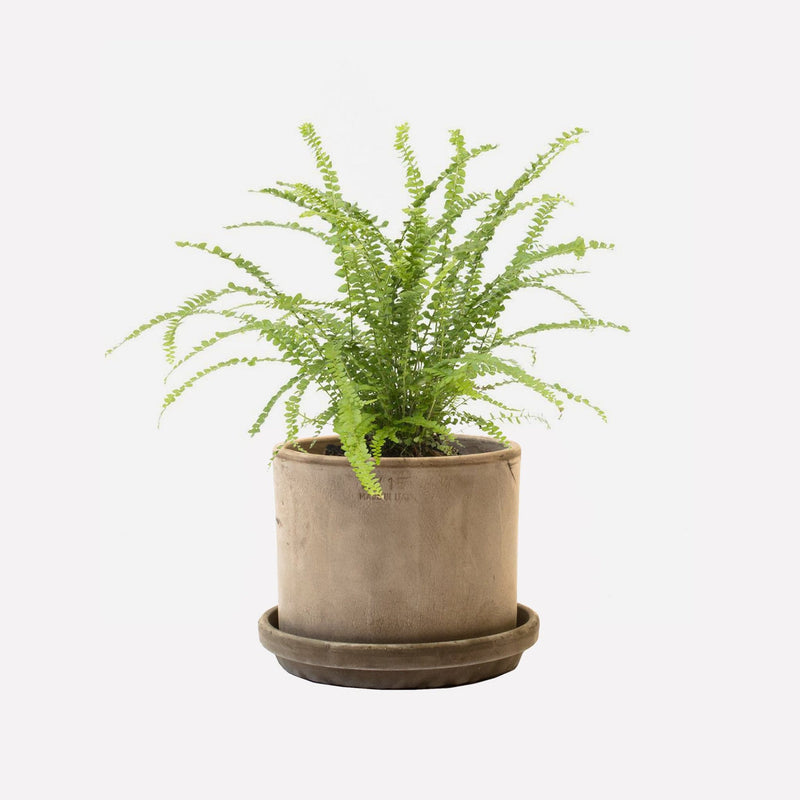 Krulvaren in strak grijze terracotta pot