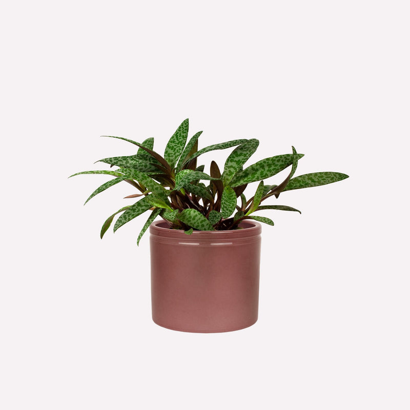 Ledebouria in wijnrode keramieken pot