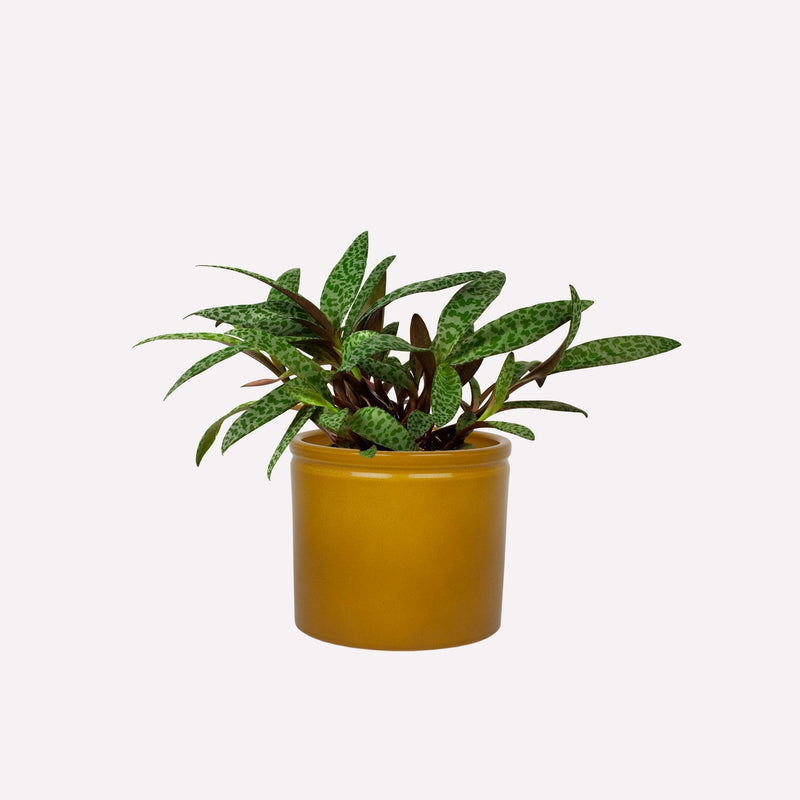 Ledebouria in mosterdgele keramieken pot