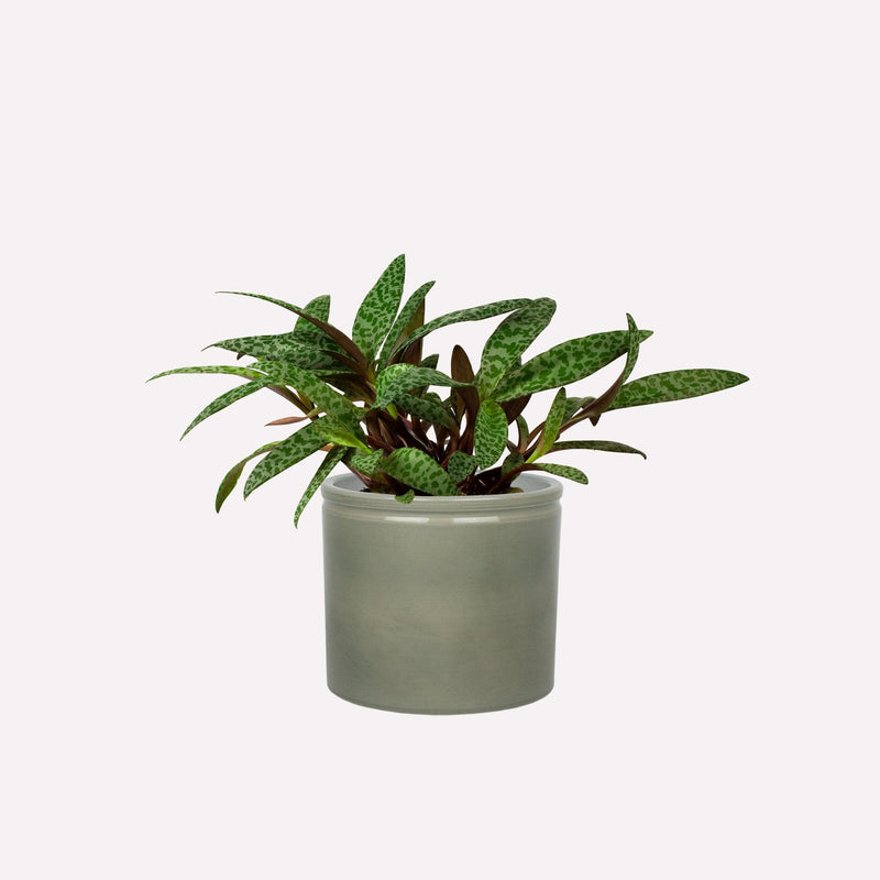Ledebouria in grijsgroene keramieken pot