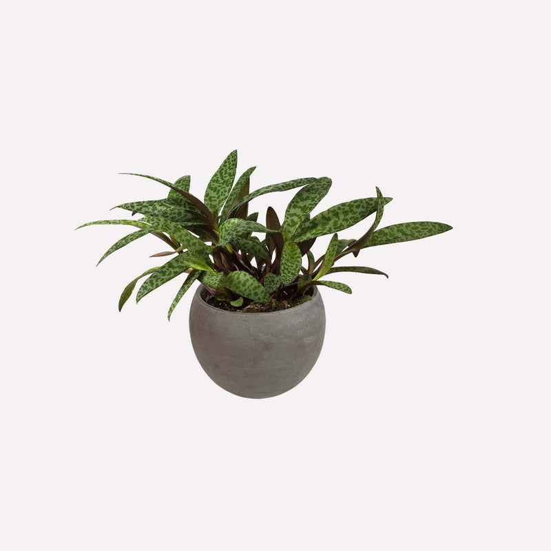 Ledebouria met ronde grijze pot