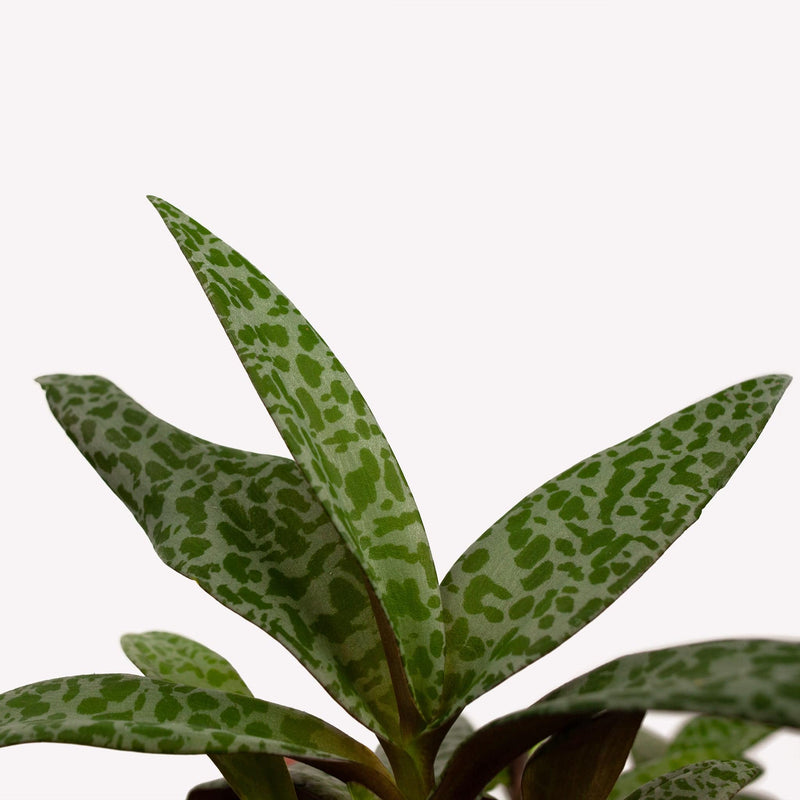 ledebouria, close up van gevlekt blad