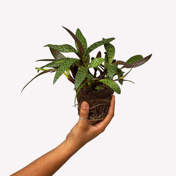 Ledebouria BIO in pot 🎁 Ledebouria BIO in pot 🎁
