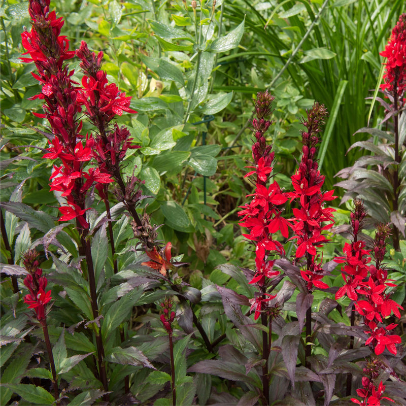 Lobelia Queen Victoria