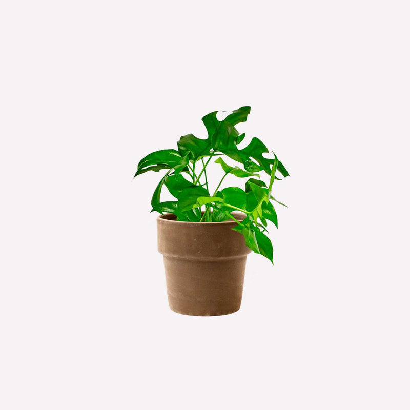 Monstera minima in grijze terracotta pot