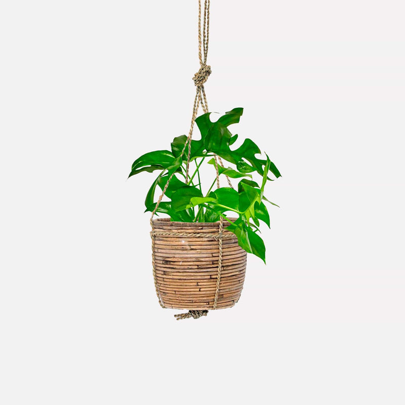 Monstera minima in rotan hangmand