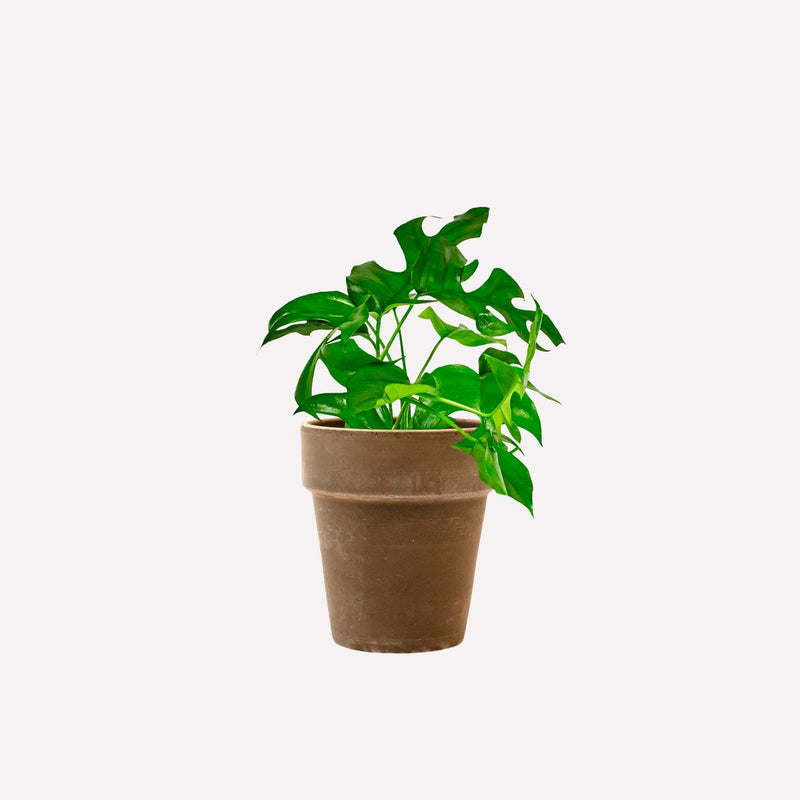 Monstera minima in grijze terracotta pot