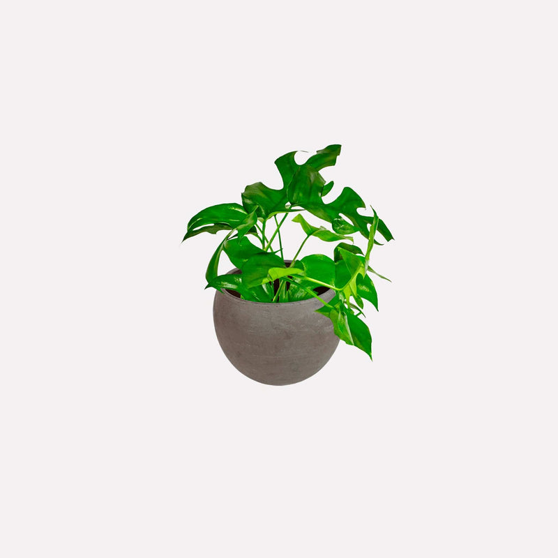 Monstera minima in pot 🎁