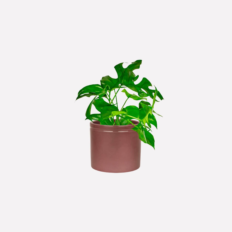 Monstera minima in wijnrode keramieken pot