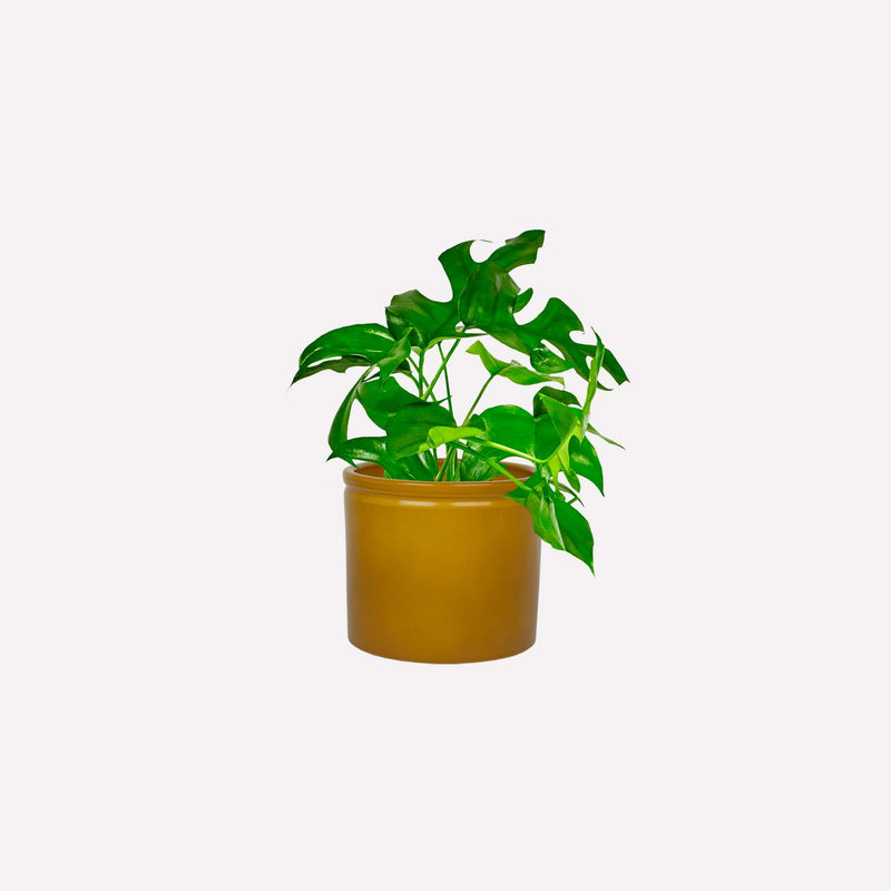 Monstera minima in mosterdgele keramieken pot
