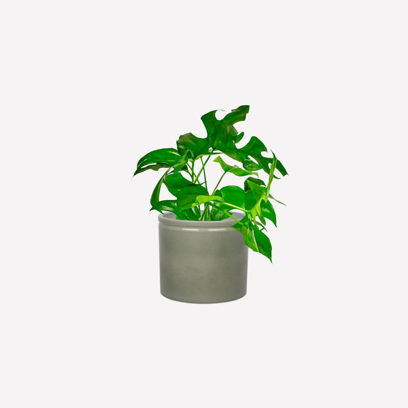 Monstera minima in groengrijze keramieken pot