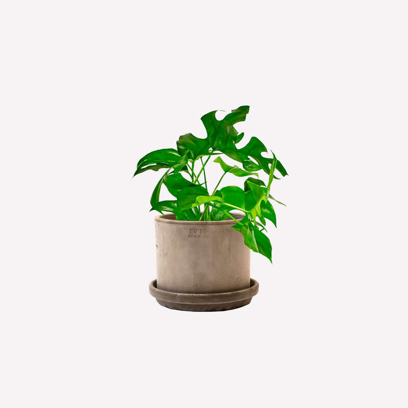 Monstera minima in pot 🎁