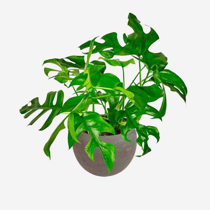 Monstera minima in ronde grijze terracotta pot