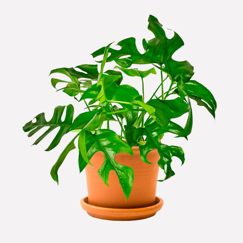 Monstera minima in retro terracotta pot