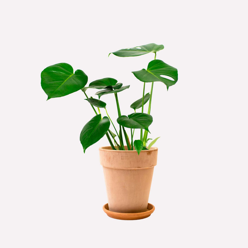 Monstera deliciosa in hoge terracotta pot