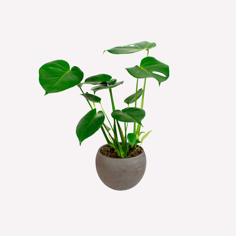 Monstera deliciosa in donkergrijze ronde terracotta pot