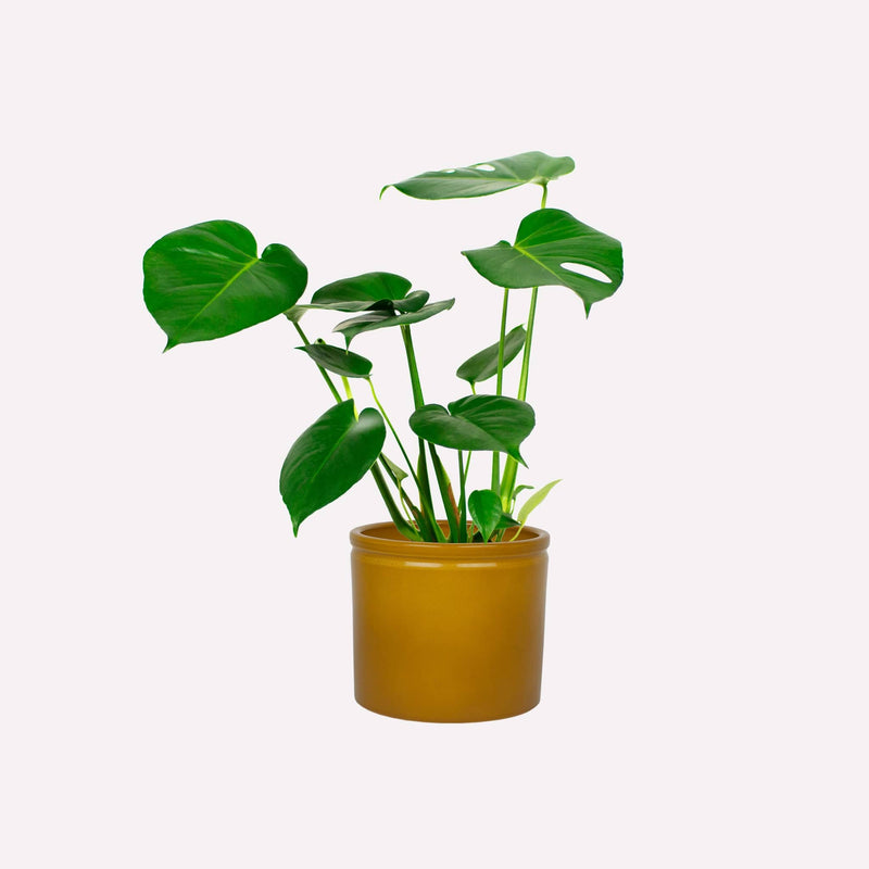Monstera deliciosa in mosterdgele keramieken pot