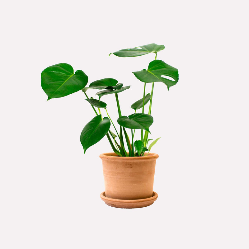Monstera deliciosa in retro terracotta pot met schotel